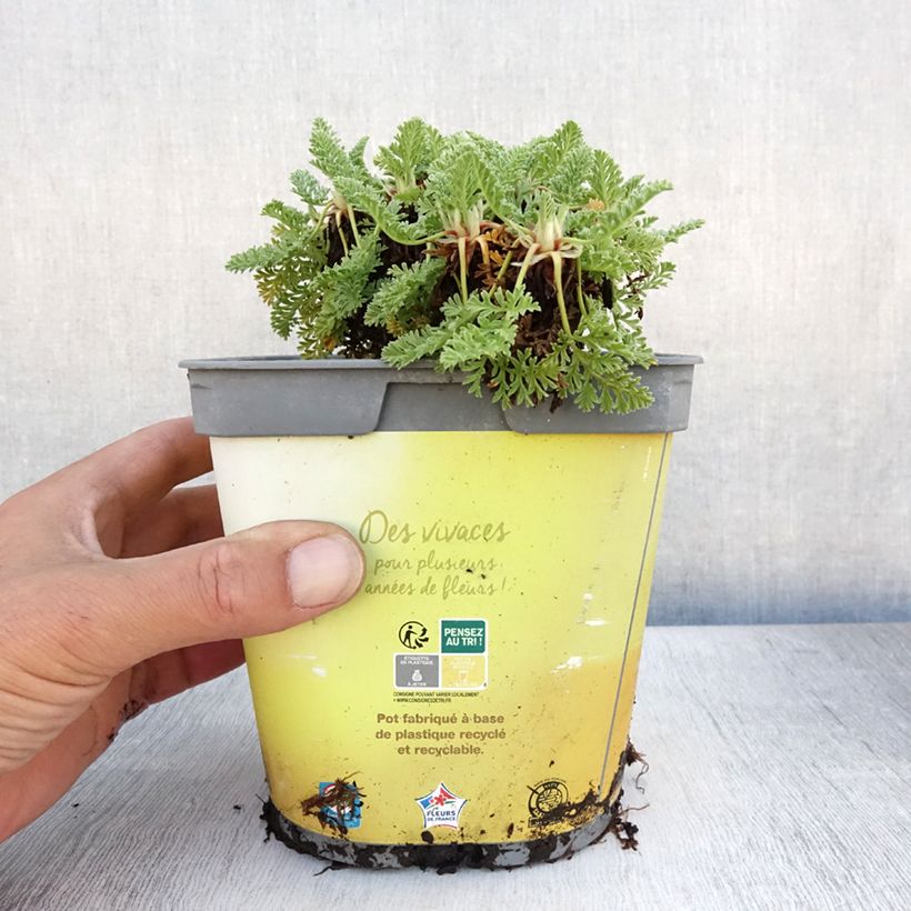 Spécimen de Erodium chrysanthum Pot de 2L/3L tel que livré en été