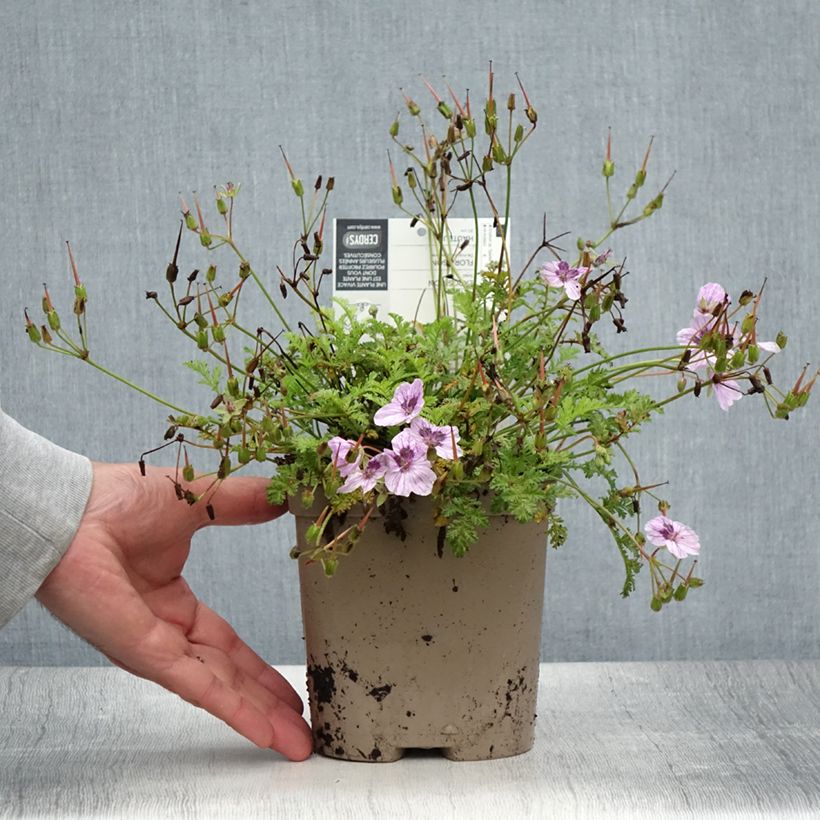Spécimen de Erodium Spanish Eyes - Bec de grue Pot de 2L/3L tel que livré en été