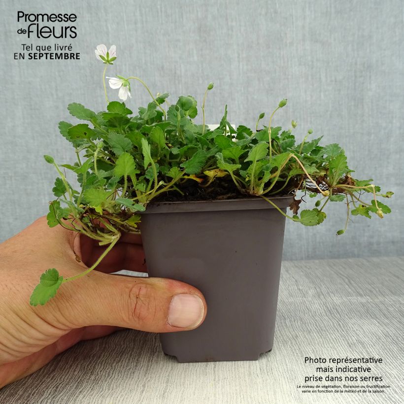Spécimen de Erodium variabile Album - Bec de héron Godet de 8/9 cm tel que livré en été