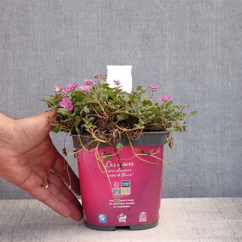 Spécimen de Erodium variabile Bishop's Form Pot de 2L/3L tel que livré en été