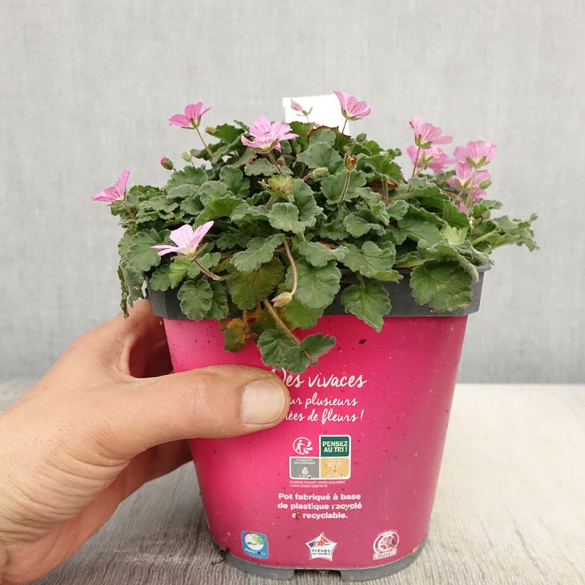 Spécimen de Erodium variabile Bishop's Form Pot de 2L/3L tel que livré au printemps