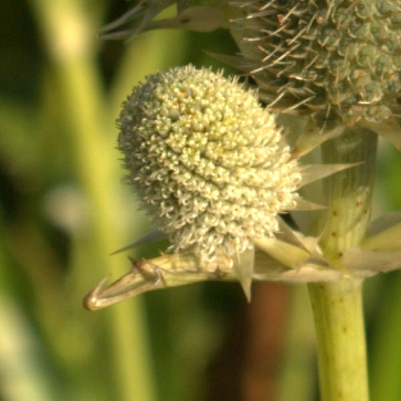 Eryngium agavifolium - Panicaut à feuilles d'Agave (Floraison)