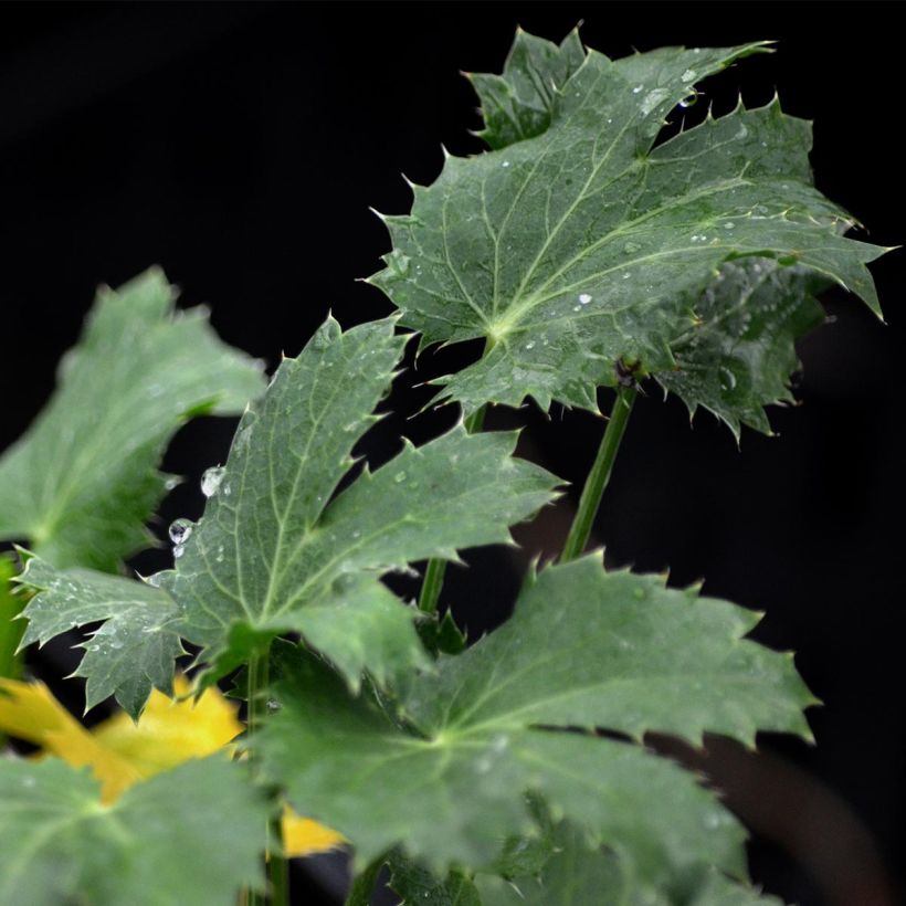 Eryngium Jos Eijking® - Eryngium 'Sapphire Blue' - Panicaut (Feuillage)