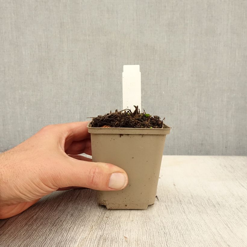 Spécimen de Eryngium Jos Eijking® - Eryngium 'Sapphire Blue' - Panicaut Godet de 8/9 cm tel que livré en automne