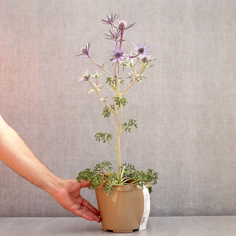 Spécimen de Eryngium Pico's Amethyst - Panicaut Pot de 3L/4L tel que livré en été