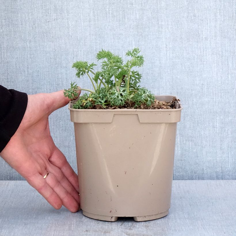 Spécimen de Eryngium Pico's Amethyst - Panicaut - Pot de 3L/4L tel que livré au printemps