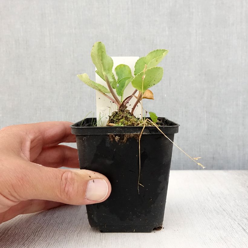 Spécimen de Eryngium planum Blauer Zwerg - Panicaut à feuilles planes Godet de 8/9 cm tel que livré en été