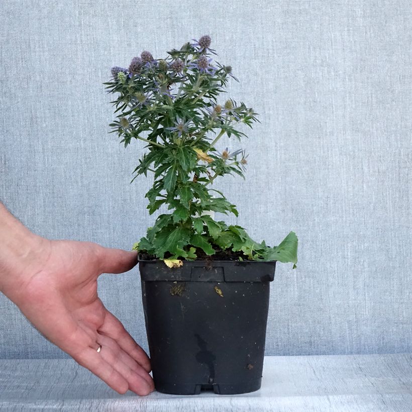 Spécimen de Eryngium planum Blue Hobbit Pot de 2L/3L tel que livré en été