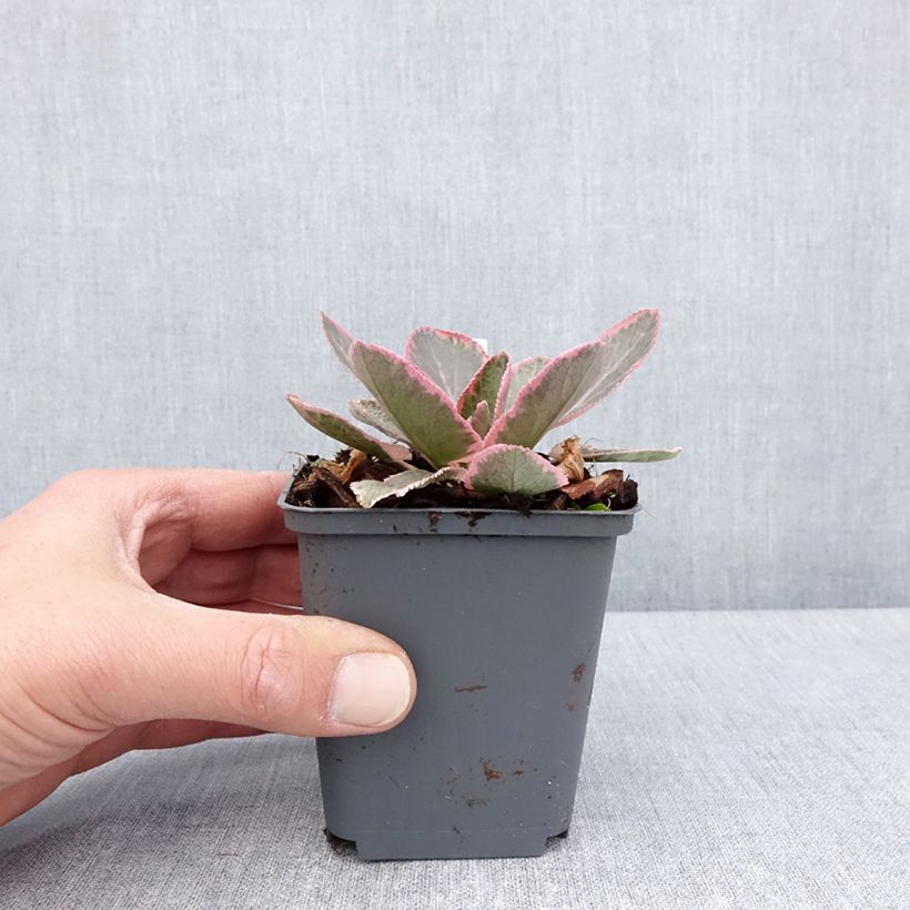 Spécimen de Eryngium planum Jade Frost - Panicaut à feuilles planes panachées godet de 8/9cm tel que livré au printemps