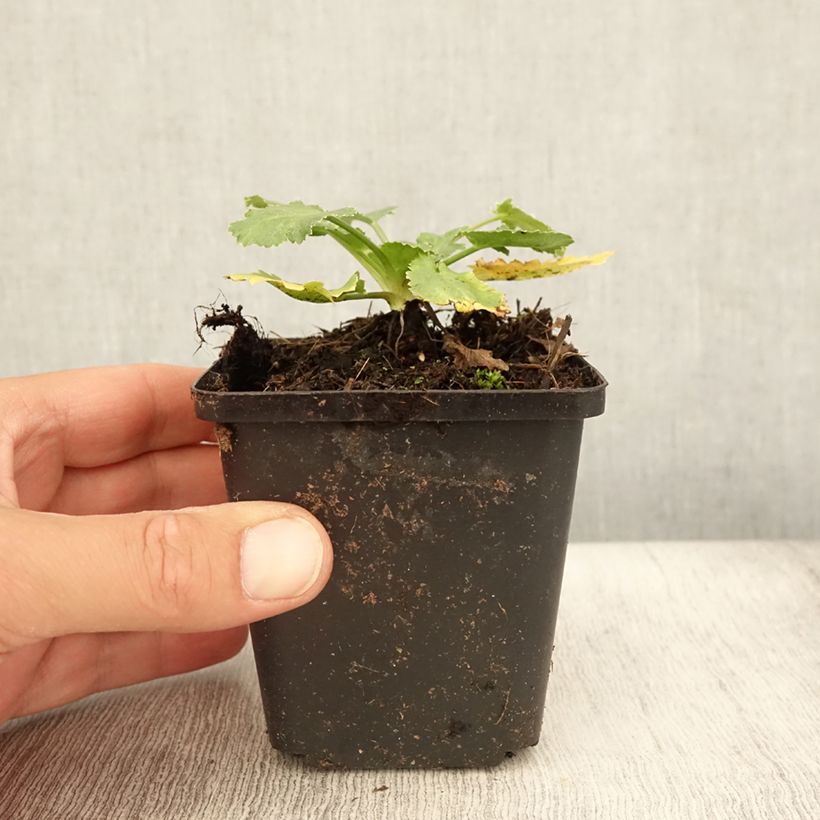 Spécimen de Eryngium tripartitum Godet de 8/9 cm tel que livré en été