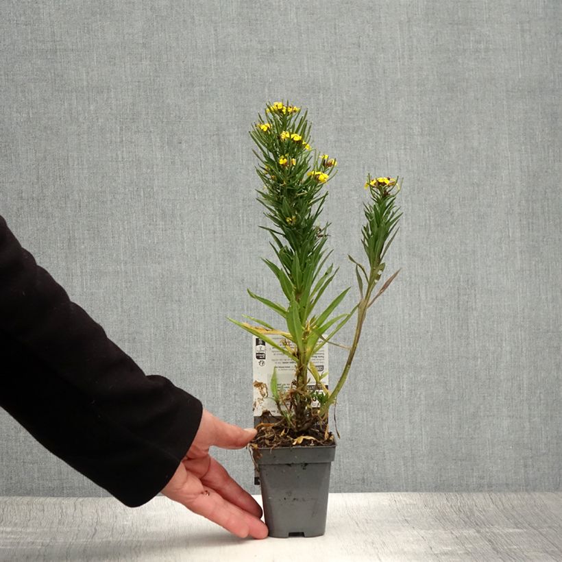 Spécimen de Erysimum alpinum - Fausse giroflée des Alpes Godet de 8/9 cm tel que livré en été