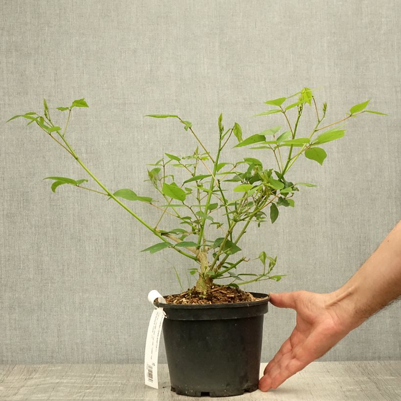 Spécimen de Erythrina Amélie Jeckert Pot de 3L/4L tel que livré en été