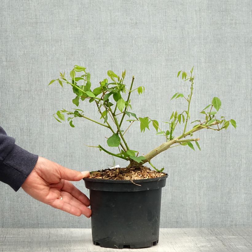 Spécimen de Erythrina Amélie Jeckert - Eryhtrine hybride - Pot de 3L/4L tel que livré au printemps