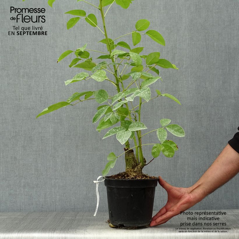 Spécimen de Erythrina crista-gallii Compacta - Erythrina crista-gallii Compacta tel que livré en automne