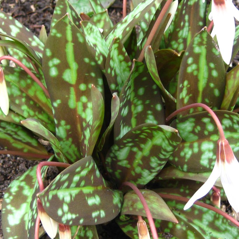 Erythronium dens canis Snowflake (Feuillage)