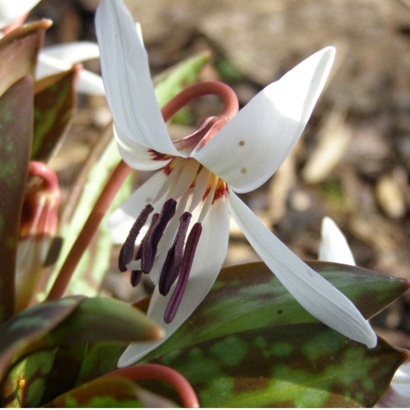 Erythronium dens canis Snowflake (Floraison)