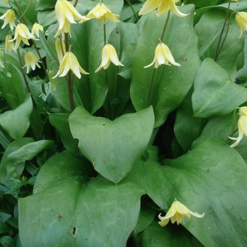 Erythronium Pagoda (Feuillage)