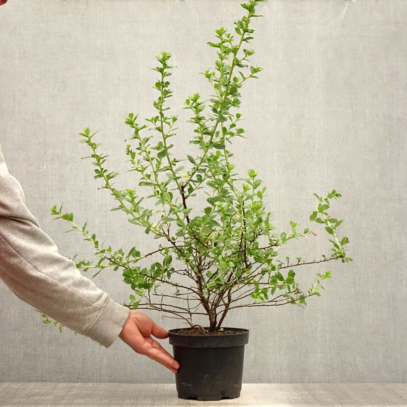 Spécimen de Escallonia Apple Blossom Pot de 2L/3L tel que livré en été
