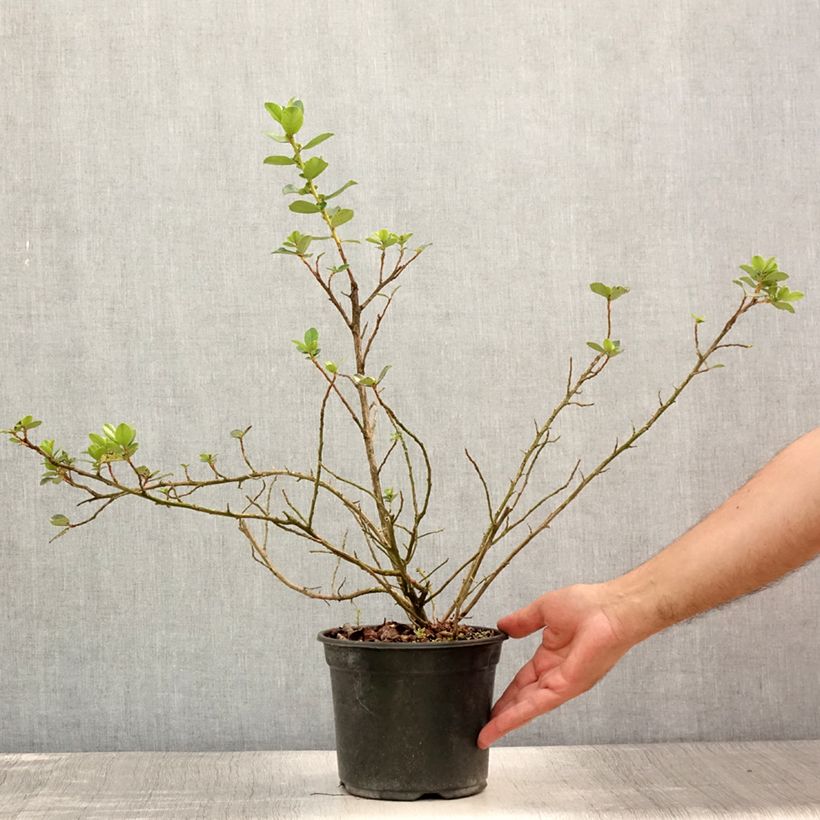 Spécimen de Escallonia C.F. Ball Pot de 2L/3L tel que livré en été
