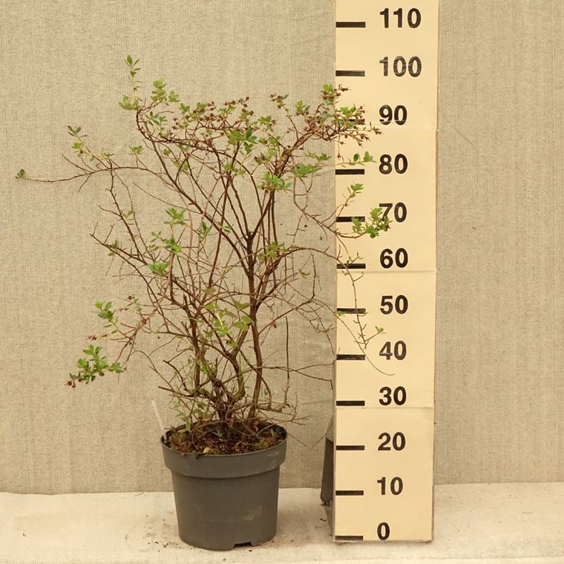 Spécimen de Escallonia C.F. Ball Pot de 7,5L/10L tel que livré en été