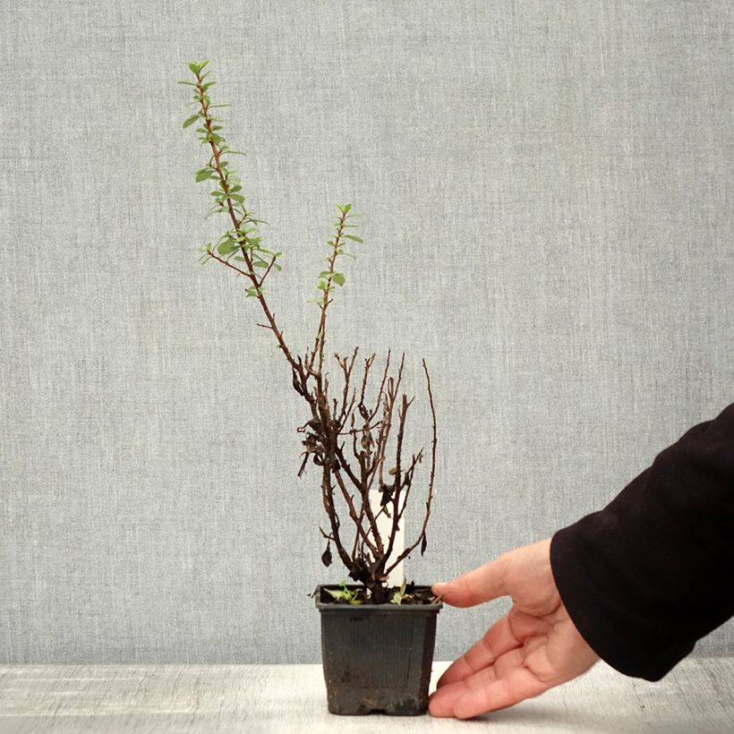 Spécimen de Escallonia compacta Coccinea Godet de 8/9 cm tel que livré en automne