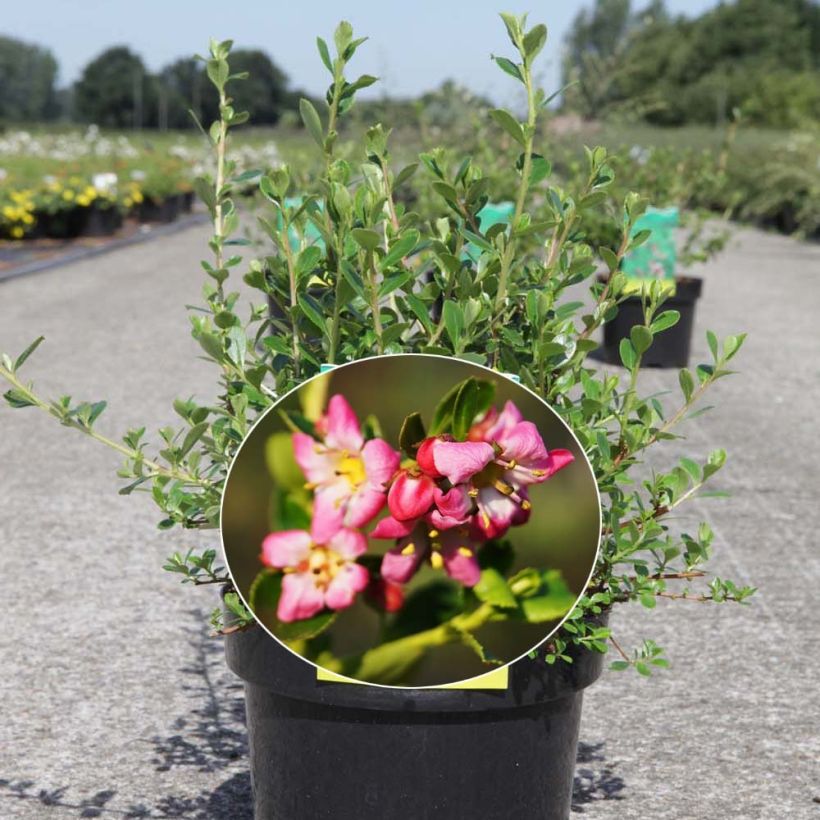 Escallonia Donard Seedling  (Floraison)