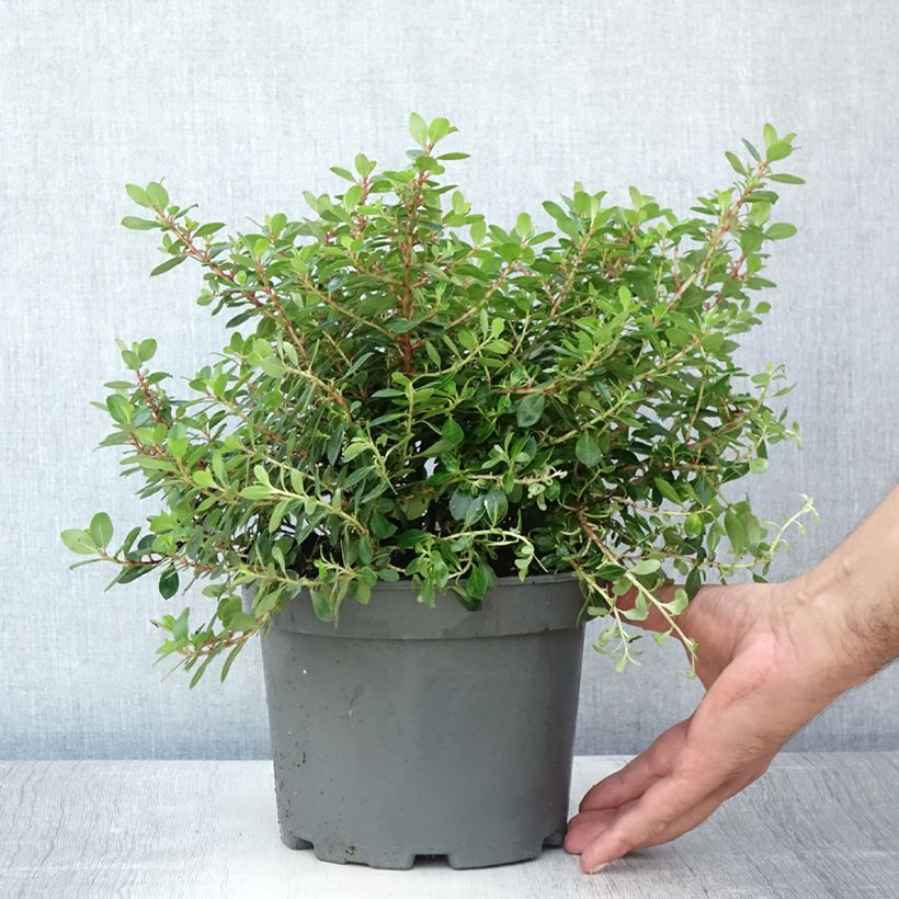 Spécimen de Escallonia hybride Red Dream Pot de 2L/3L tel que livré en été