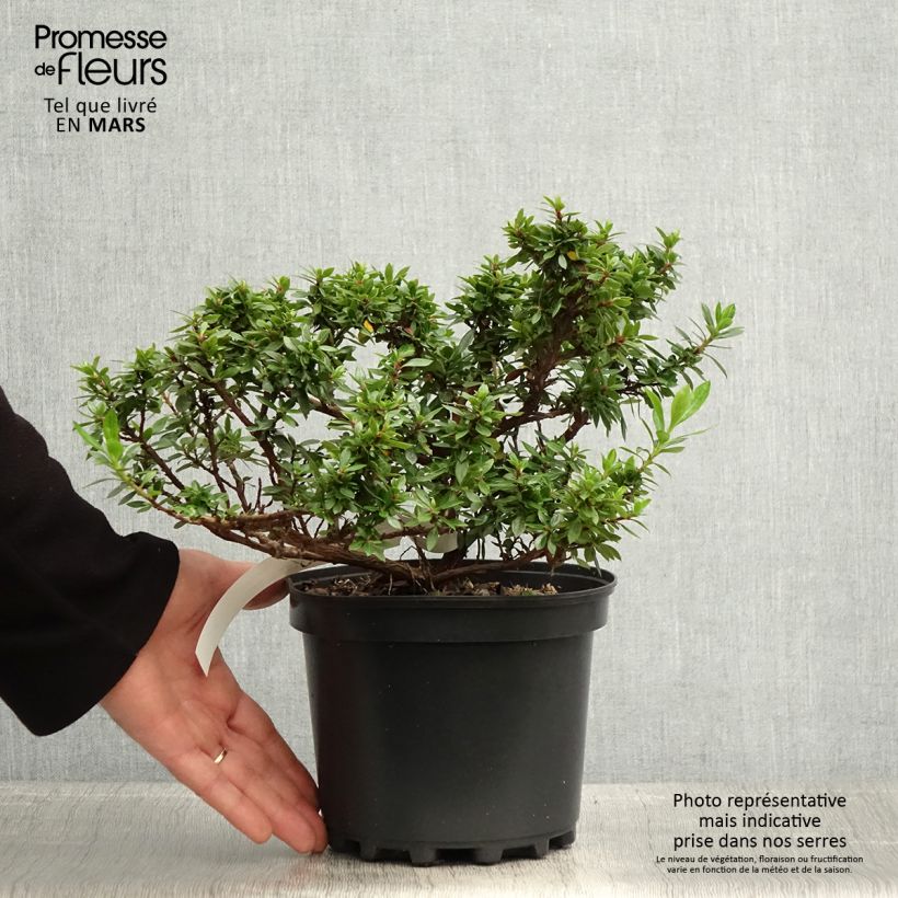 Spécimen de Escallonia hybride Show Stopper Pot de 3L/4L tel que livré au printemps