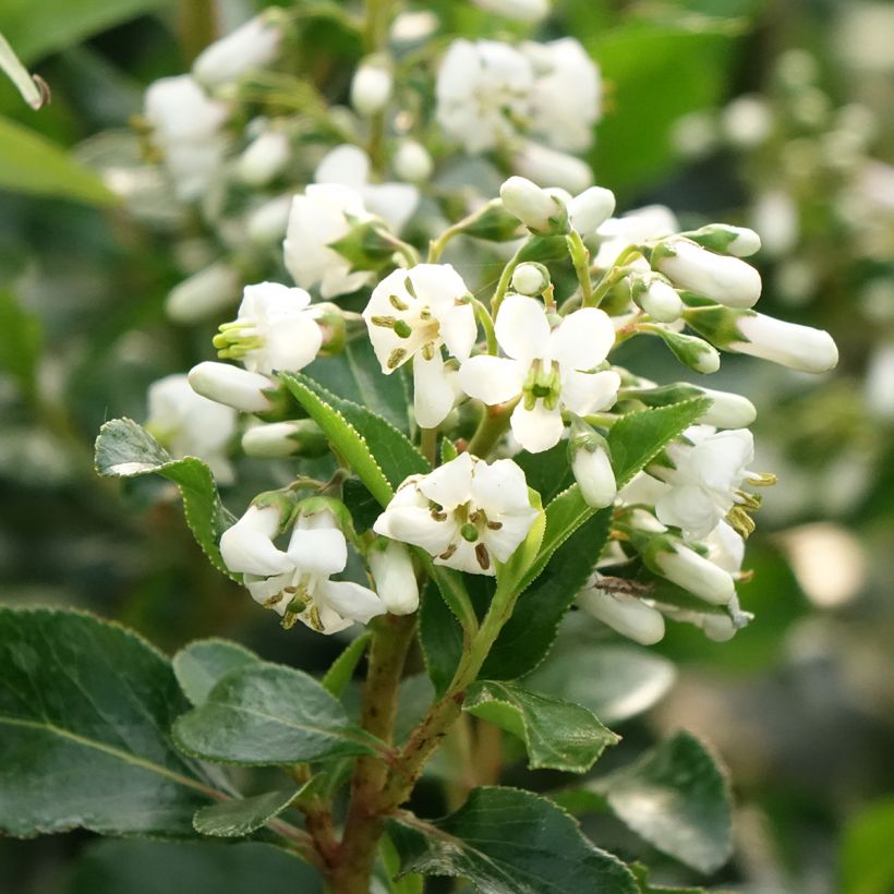 Escallonia Iveyi (Floraison)