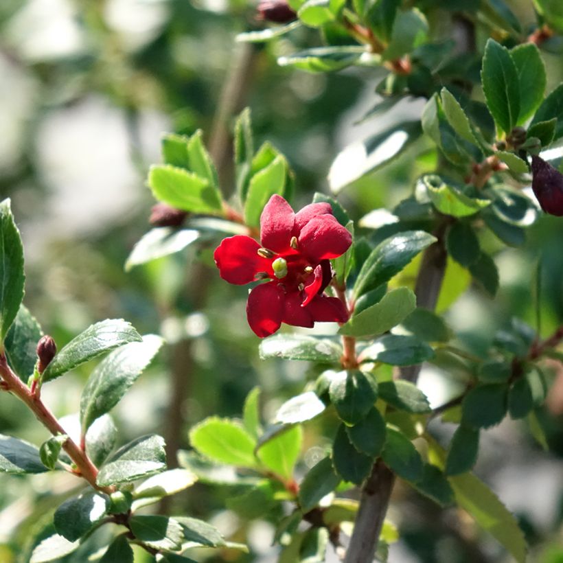 Escallonia Red Elf (Floraison)