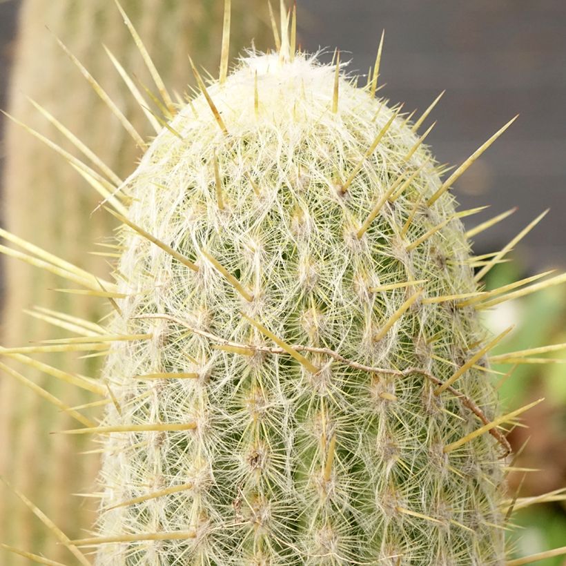Espostoa lanata - Cactus cierge (Feuillage)