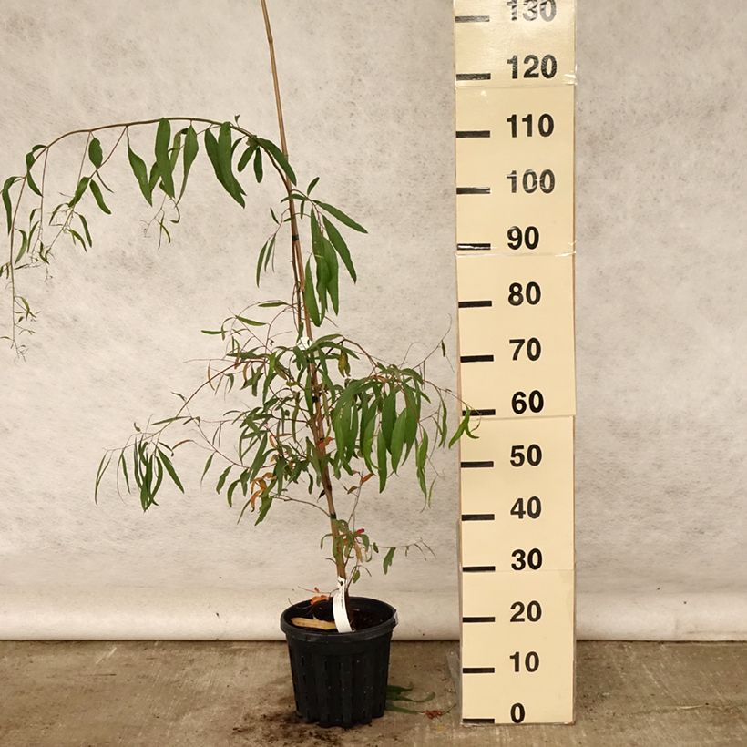 Spécimen de Eucalyptus aggregata - Gommier noir Pot de 4L/5L, Pot anti-chignon tel que livré en été