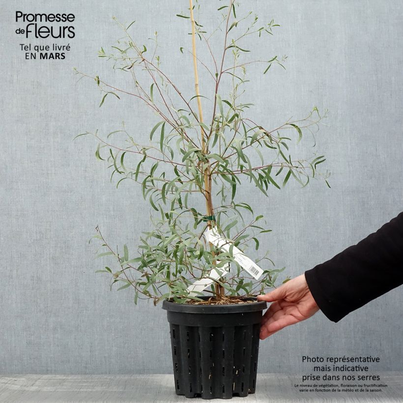 Spécimen de Eucalyptus aggregata - Gommier noir - Pot de 4L/5L tel que livré au printemps