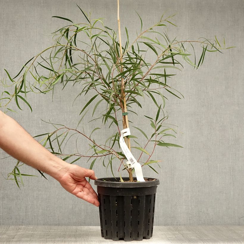 Spécimen de Eucalyptus apiculata - Mallée à feuilles étroites Pot de 4L/5L, Pot anti-chignon tel que livré en été