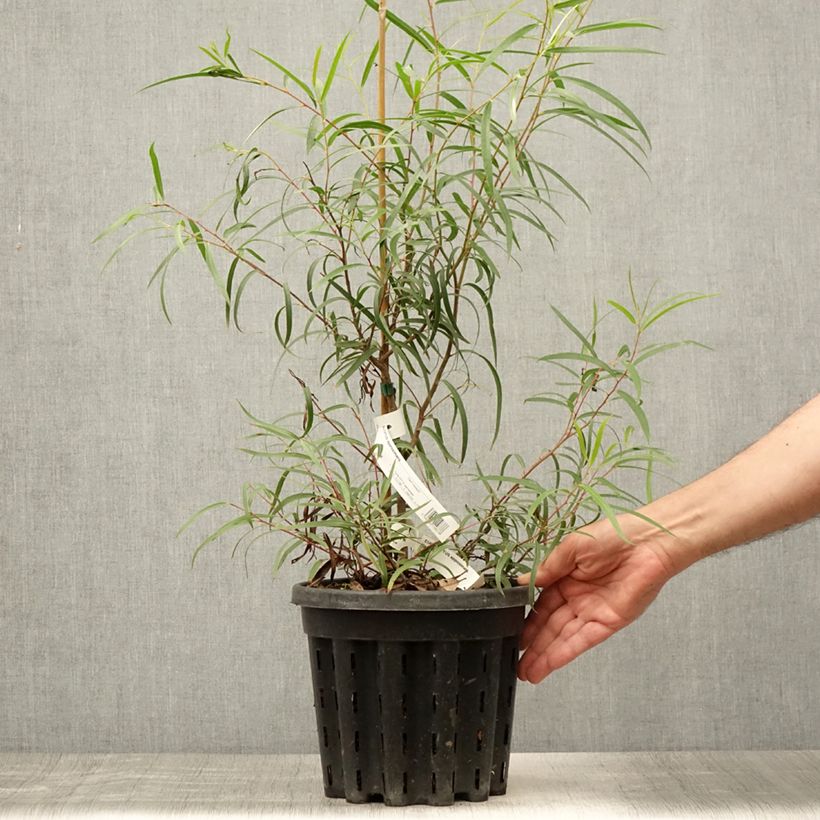 Spécimen de Eucalyptus approximans - Mallee de Barren Mountain Pot de 4L/5L, Pot anti-chignon tel que livré en été