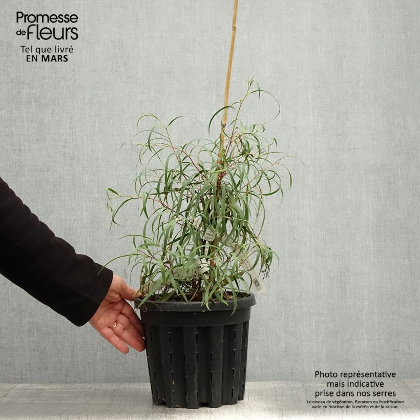 Spécimen de Eucalyptus approximans - Mallee de Barren Mountain - Pot de 4L/5L tel que livré au printemps