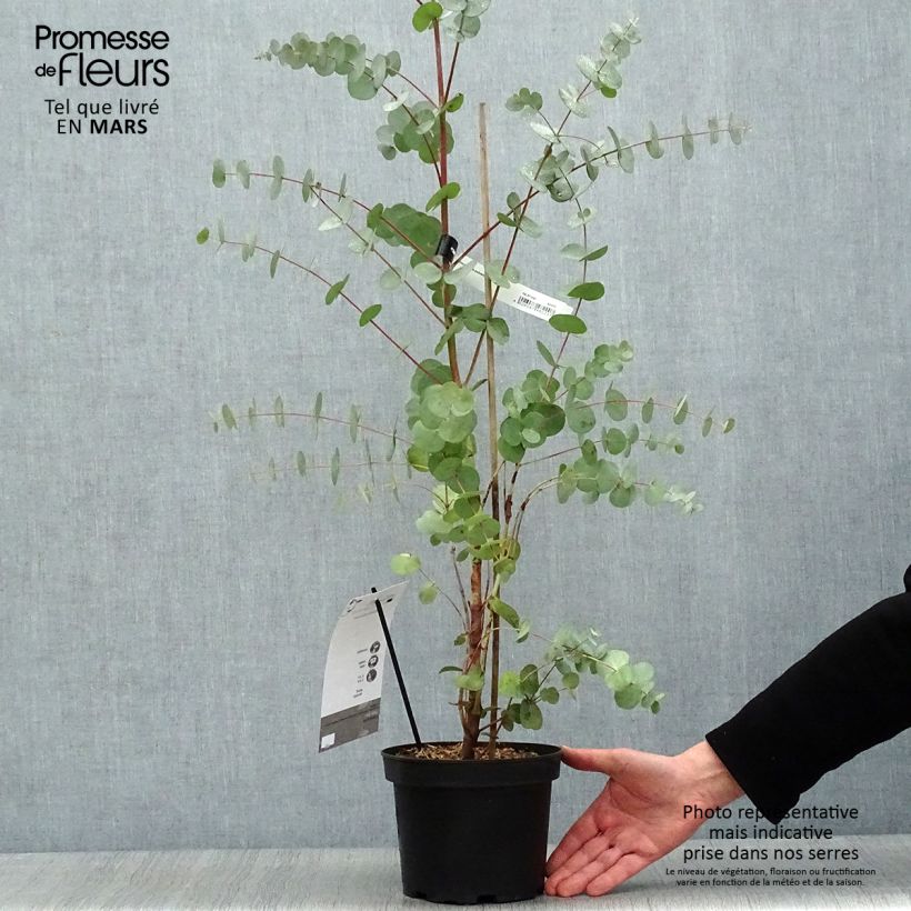 Spécimen de Eucalyptus Baby Blue - Gommier argenté Pot de 2L/3L tel que livré au printemps