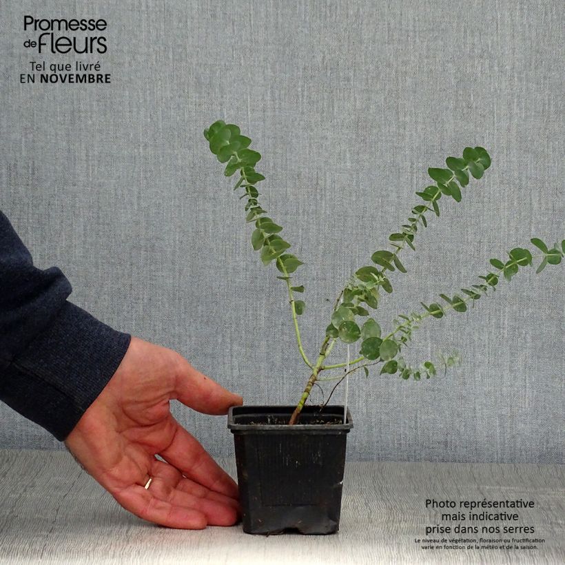 Spécimen de Eucalyptus Baby Blue - Gommier argenté Godet de 8/9 cm tel que livré en automne