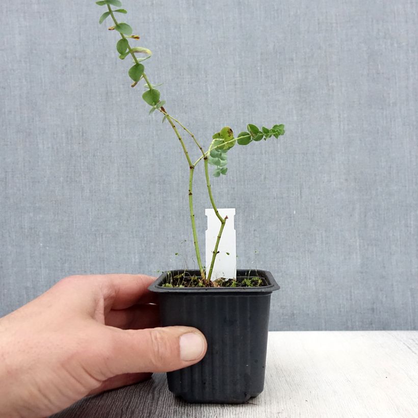Spécimen de Eucalyptus Baby Blue - Gommier argenté Godet de 9 cm tel que livré au printemps