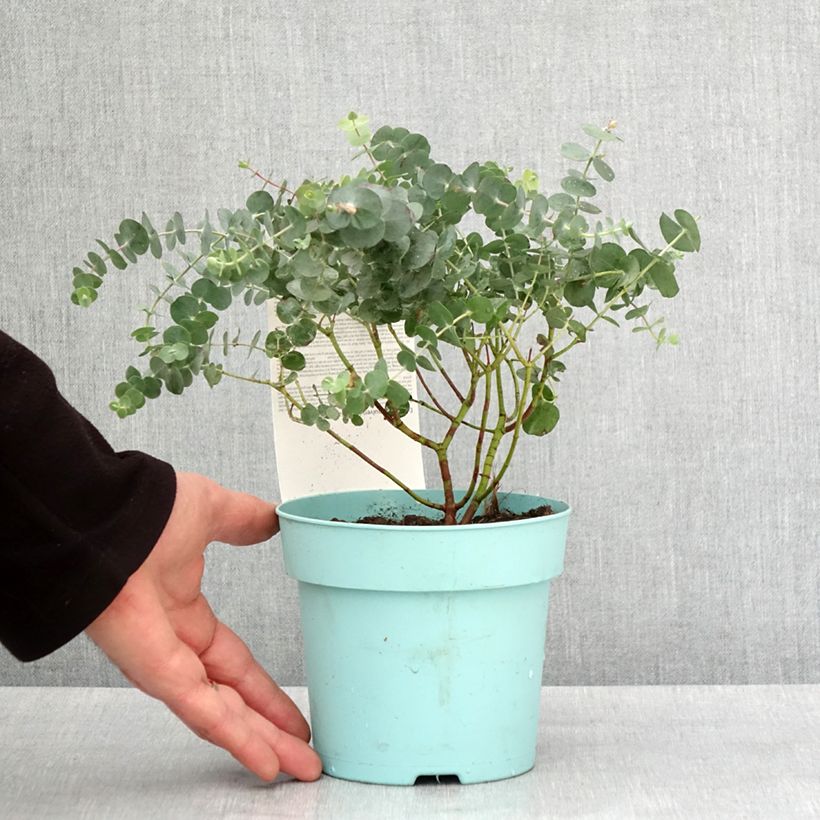 Spécimen de Eucalyptus Baby Blue - Gommier argenté Pot de 1.5L/2L tel que livré en hiver