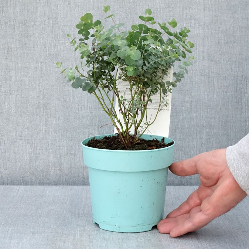 Spécimen de Eucalyptus Baby Blue - Gommier argenté Pot de 1.5L/2L tel que livré au printemps