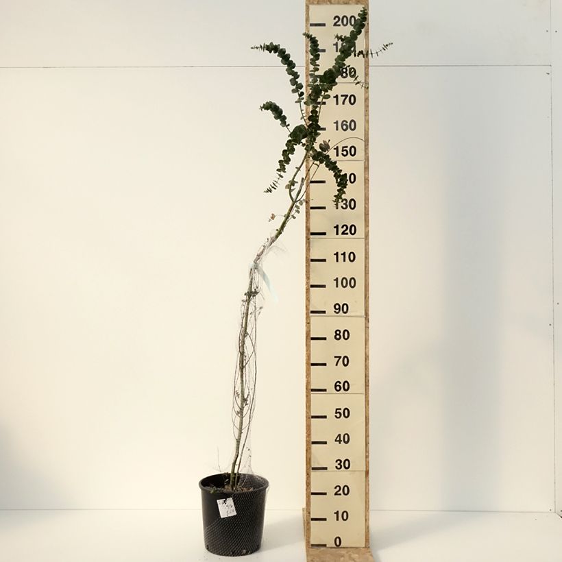 Spécimen de Eucalyptus Baby Blue - Gommier argenté Pot de 10L tel que livré en hiver