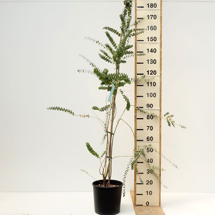 Spécimen de Eucalyptus Baby Blue - Gommier argenté Pot de 7,5L/10L tel que livré au printemps