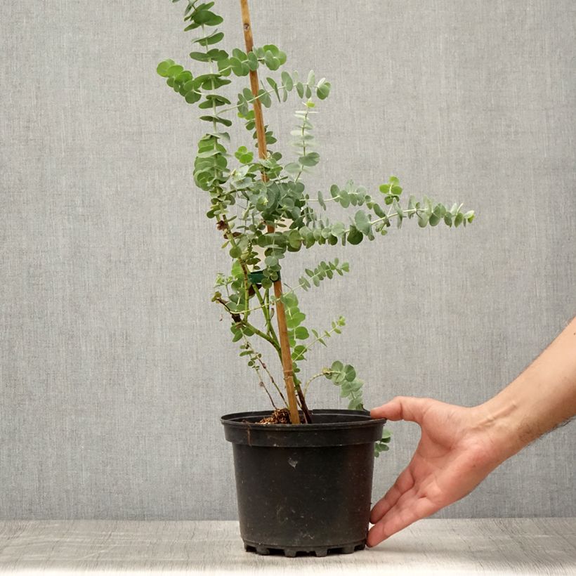 Spécimen de Eucalyptus Baby Blue - Gommier argenté Pot de 2L/3L tel que livré en été