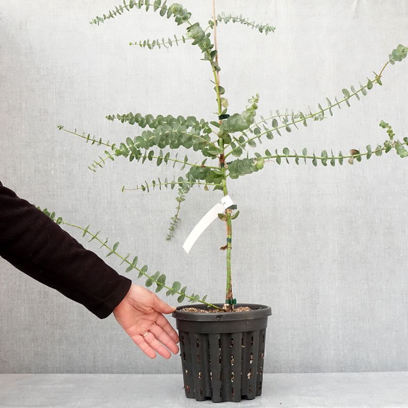 Spécimen de Eucalyptus Baby Blue - Gommier argenté Pot de 4L/5L tel que livré en hiver