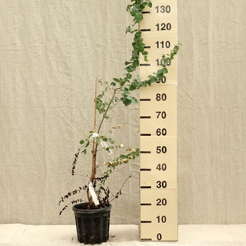 Spécimen de Eucalyptus bridgesiana - Gommier de Bridges Pot de 4L/5L, Pot anti-chignon tel que livré en automne