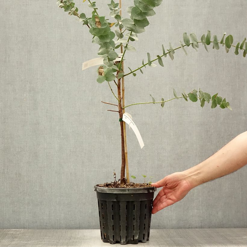 Spécimen de Eucalyptus bridgesiana - Gommier de Bridges Pot de 4L/5L, Pot anti-chignon tel que livré en été