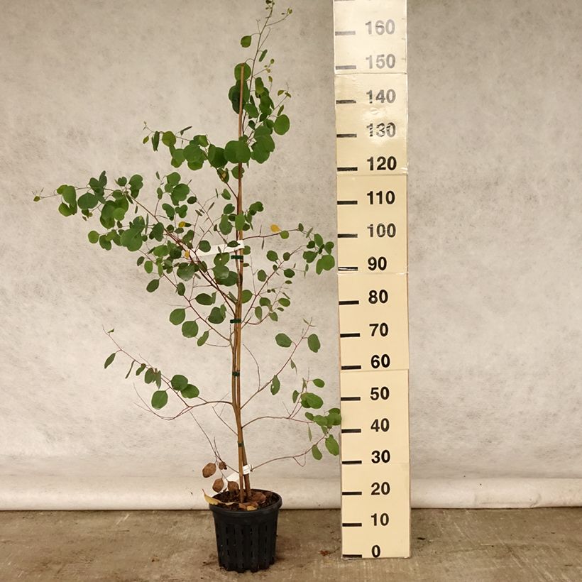 Spécimen de Eucalyptus camphora subsp camphora - Gommier des marais Pot de 4L/5L, Pot anti-chignon tel que livré en été