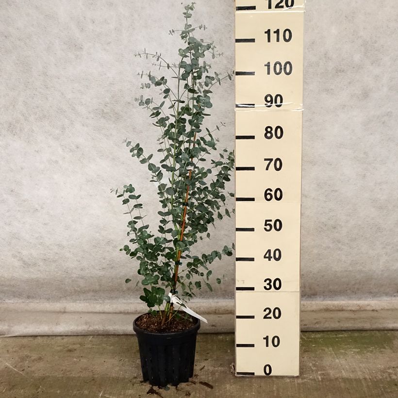 Spécimen de Eucalyptus camphora subsp humeana - Gommier des marais de montagne Pot de 4L/5L, Pot anti-chignon tel que livré en automne