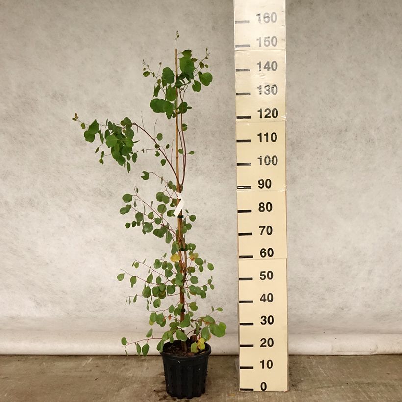Spécimen de Eucalyptus camphora subsp humeana - Gommier des marais de montagne Pot de 4L/5L, Pot anti-chignon tel que livré en été